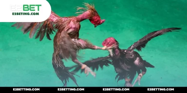 Đá Gà Bên Thomo – Khám Phá Thế Giới Chọi Kê Hấp Dẫn Nhất_692a87b77d741.webp