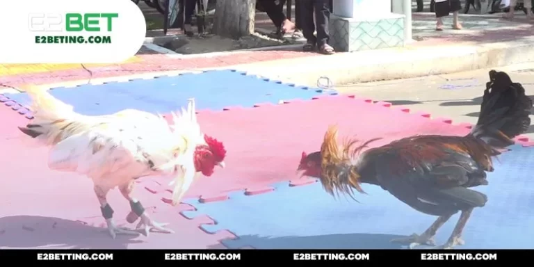 Đá Gà Đòn C1 – Trận Đấu Nền Tảng Cho “Chiếu Mới” Vào Nghề_692a87b332b4a.webp