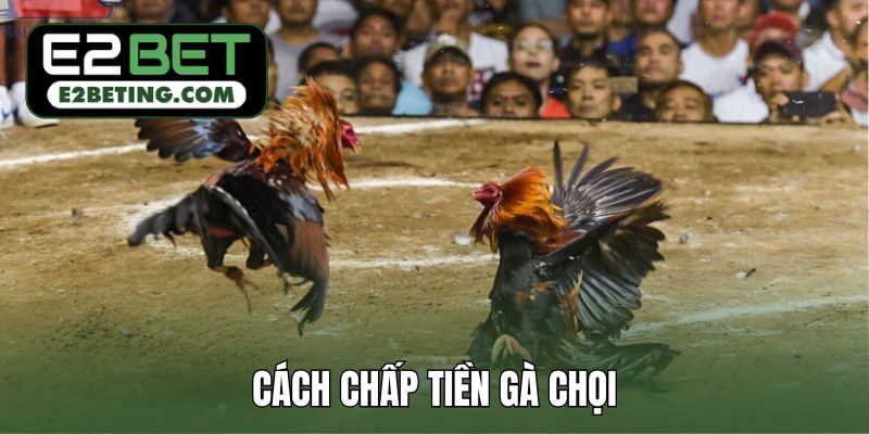 Giải thích cách chấp tiền gà chọi được sử dụng ở các sới_692a87a5dbcba.jpeg