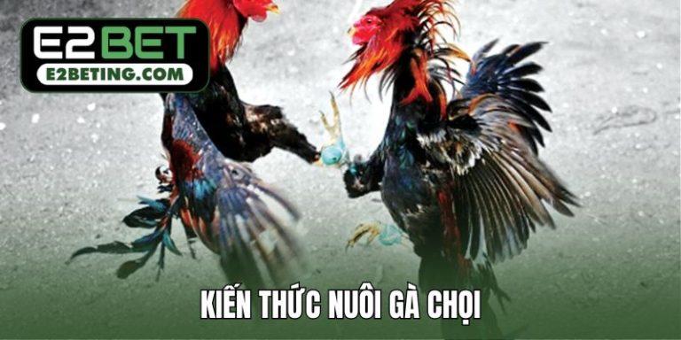 Kiến thức nuôi gà chọi cơ bản, chưa biết gì cũng nuôi được_692a87aa1f506.jpeg