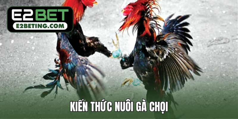 Kiến thức nuôi gà chọi cơ bản, chưa biết gì cũng nuôi được_692a87aa1f506.jpeg