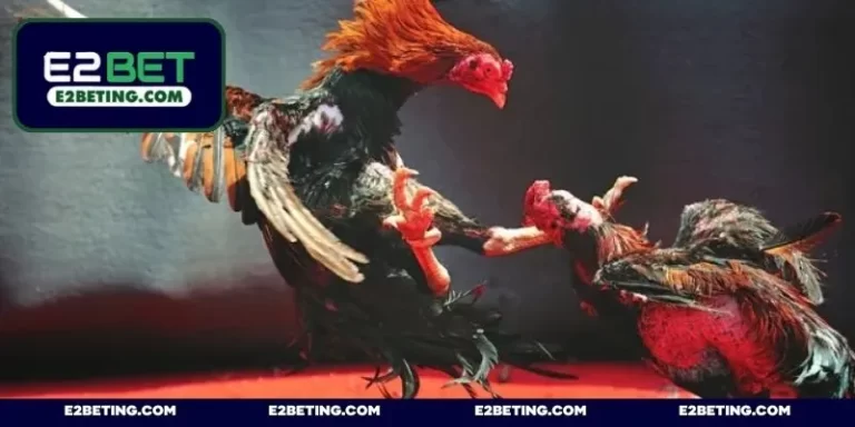 Live Đá Gà Trực Tiếp – Thưởng Thức Màn Đấu Mãn Nhãn Mỗi Ngày_692a87c570cff.webp