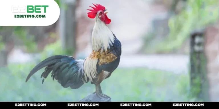 MCW đá gà – Siêu Phẩm Giải Trí Online Đón Đầu Xu Thế _692a87bc4dbb5.webp