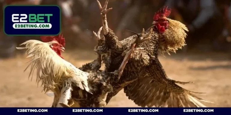 Trang Đá Gà Uy Tín – Top 5 Địa Chỉ Đấu Kê Chuyên Nghiệp _692a87c0d575f.webp